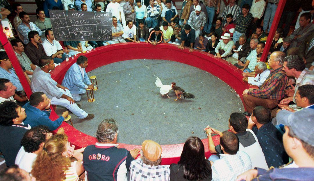 Pelea de gallos 