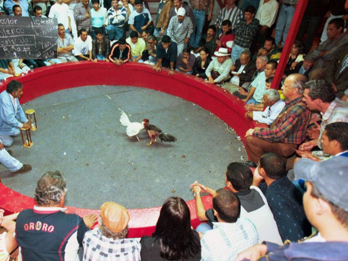 Concejo aprueba en plenaria proyecto que desincentiva las peleas de gallos