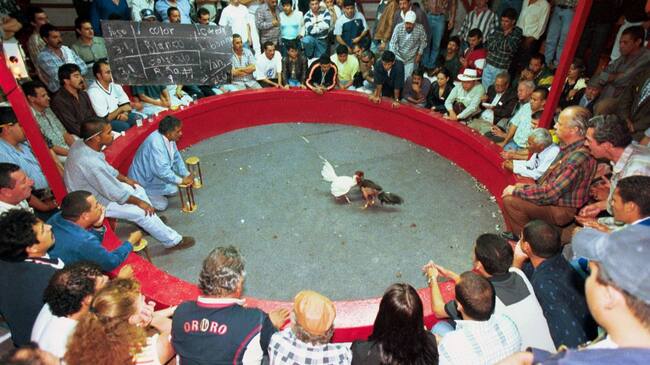 Pelea de gallos