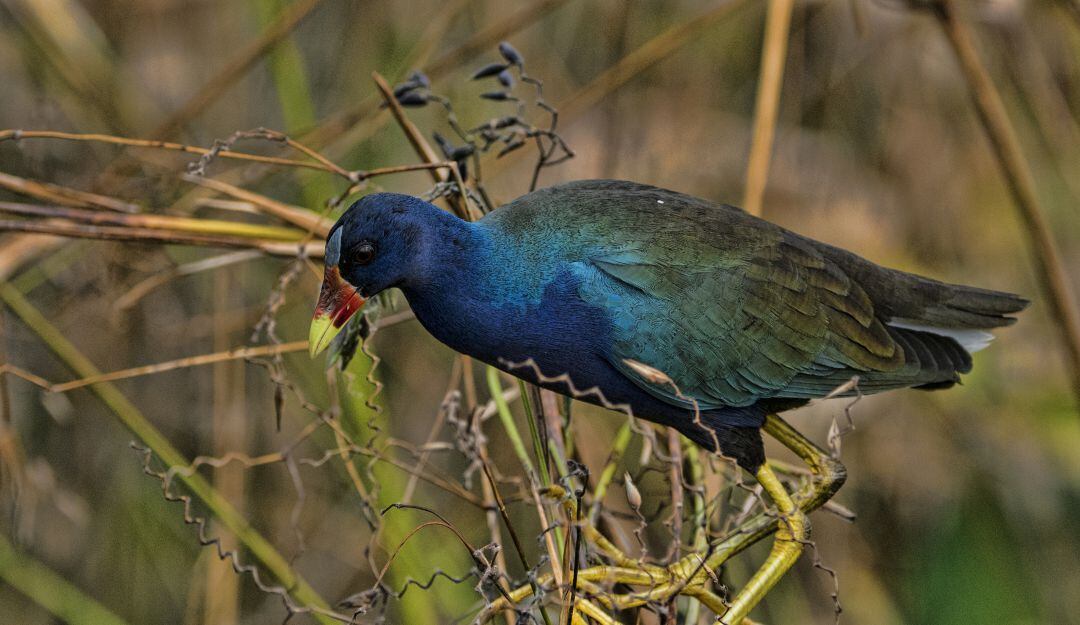 Bogotá liberó 30 tinguas azules tras ser rescatadas