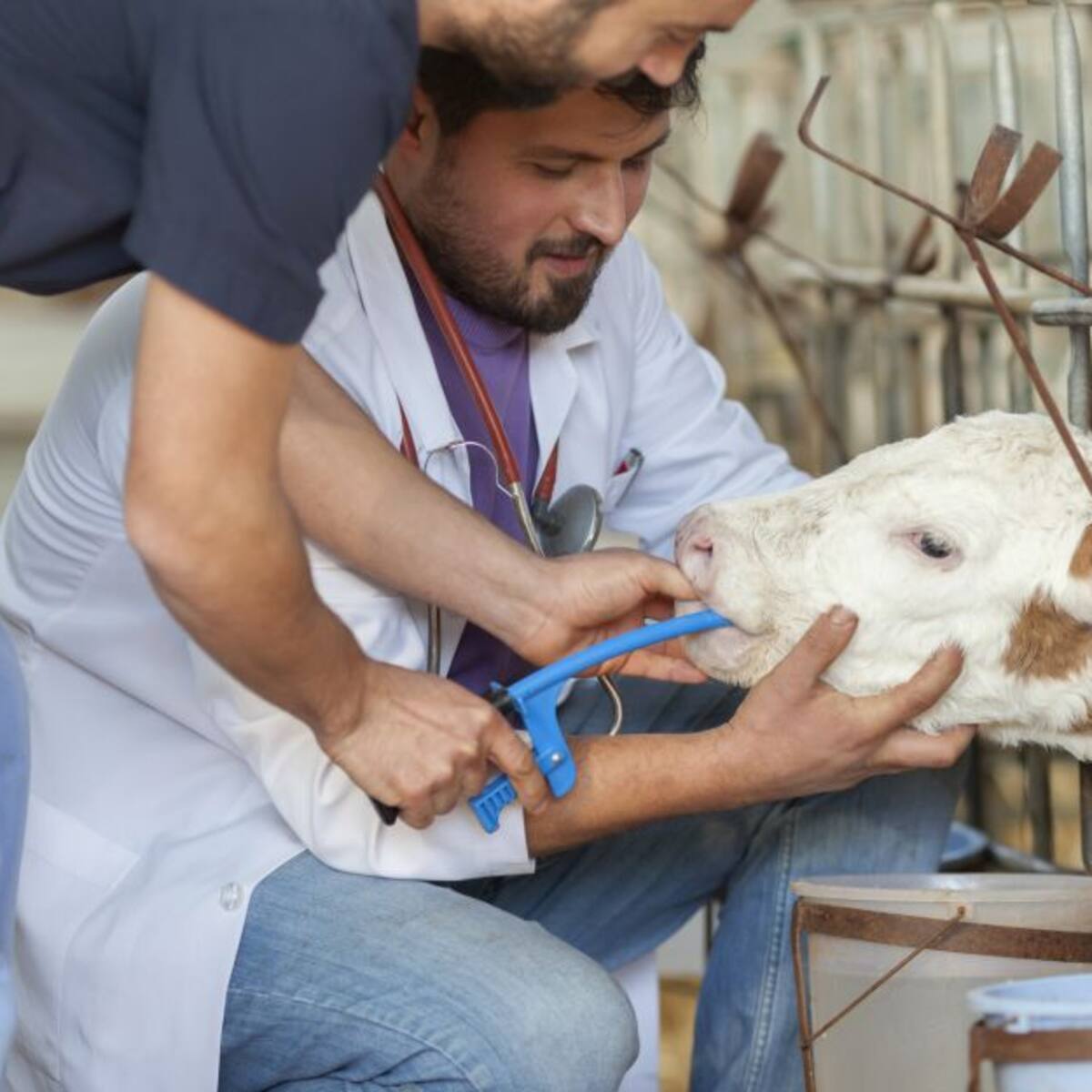 Buen uso de medicamentos veterinarios incide en la calidad de los alimentos
