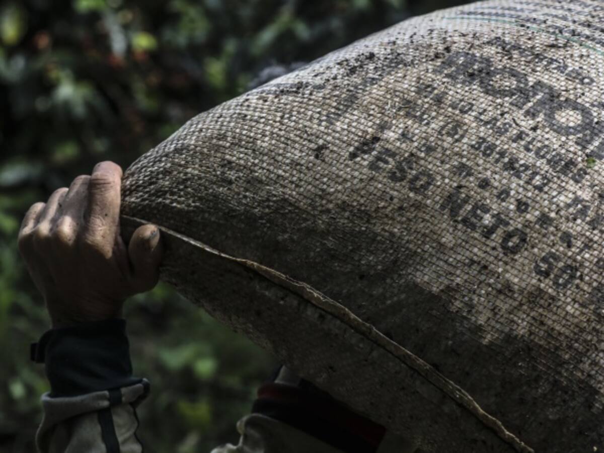 Invierno en Colombia impacto producción de café en primer bimestre del año