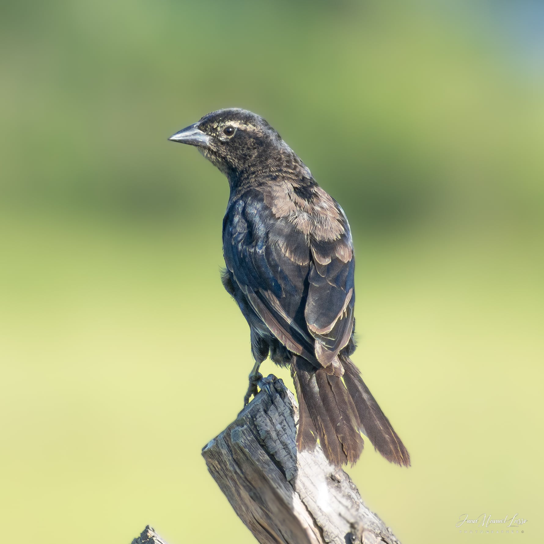 El departamento ocupó el tercer lugar a nivel nacional durante la jornada de observación de aves más grande del mundo.