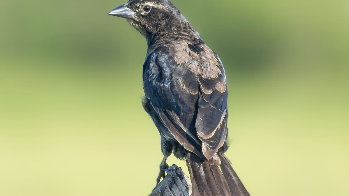 Valle alcanzó un total de 643 especies de aves registradas en el Global Big Day 2026