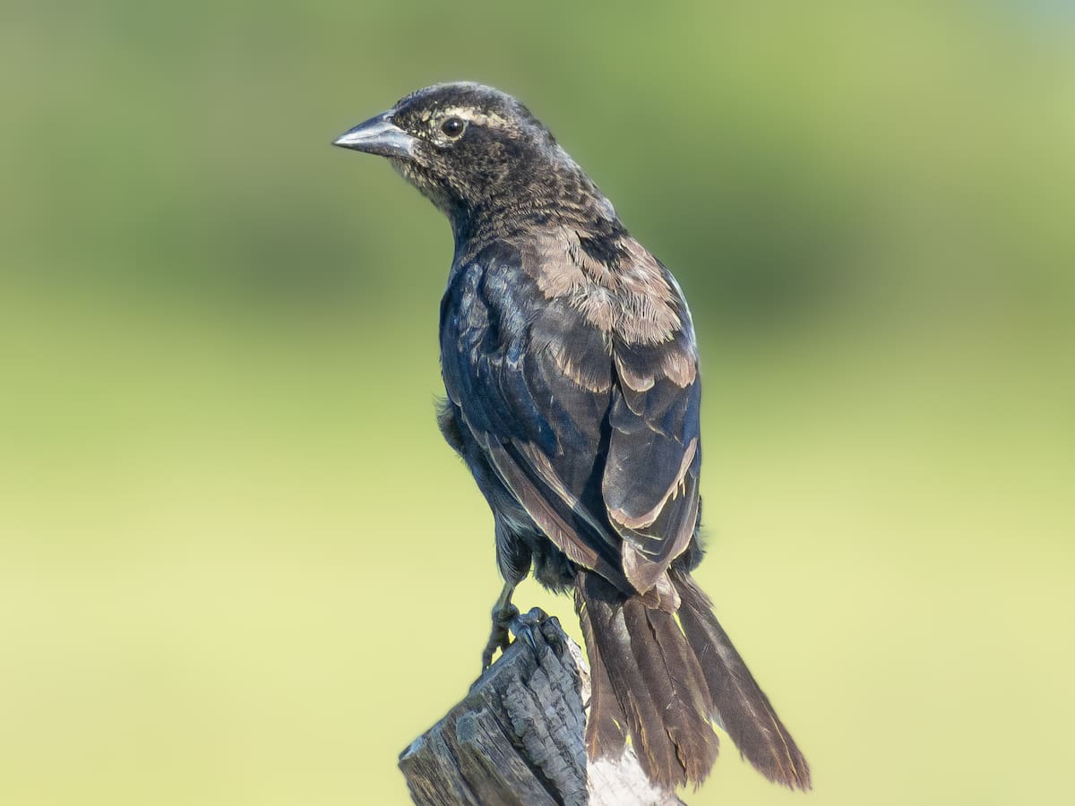 Valle alcanzó un total de 643 especies de aves registradas en el Global Big Day 2026