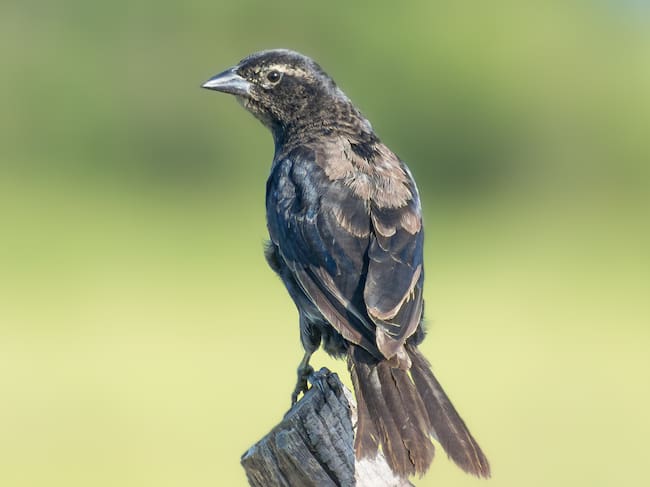 El departamento ocupó el tercer lugar a nivel nacional durante la jornada de observación de aves más grande del mundo.