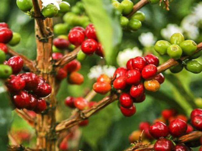 Aumenta la crisis del café a menos de un mes para la principal cosecha