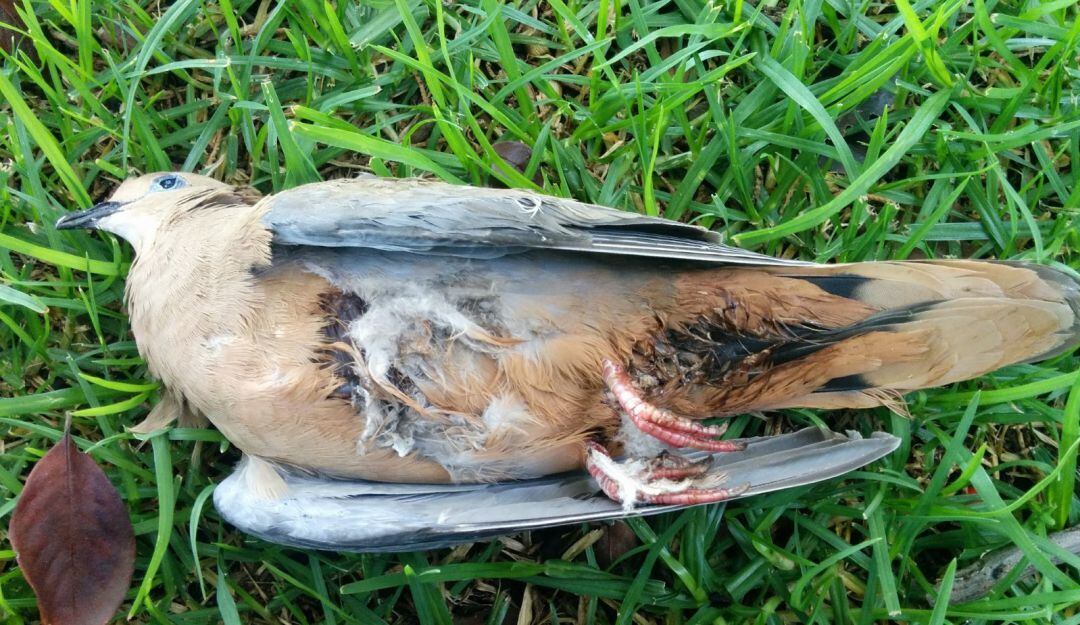 Las aves pueden sufrir lesiones graves con la pólvora y hasta la muerte.