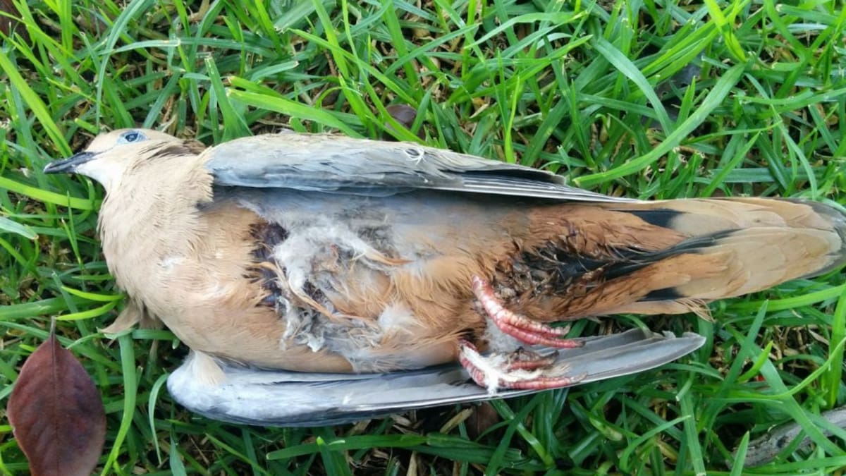 ¡Cuidado! la pólvora les causa mucho daño a las aves