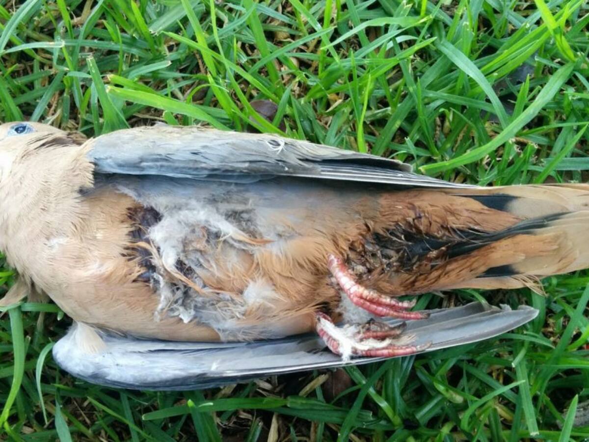 ¡Cuidado! la pólvora les causa mucho daño a las aves