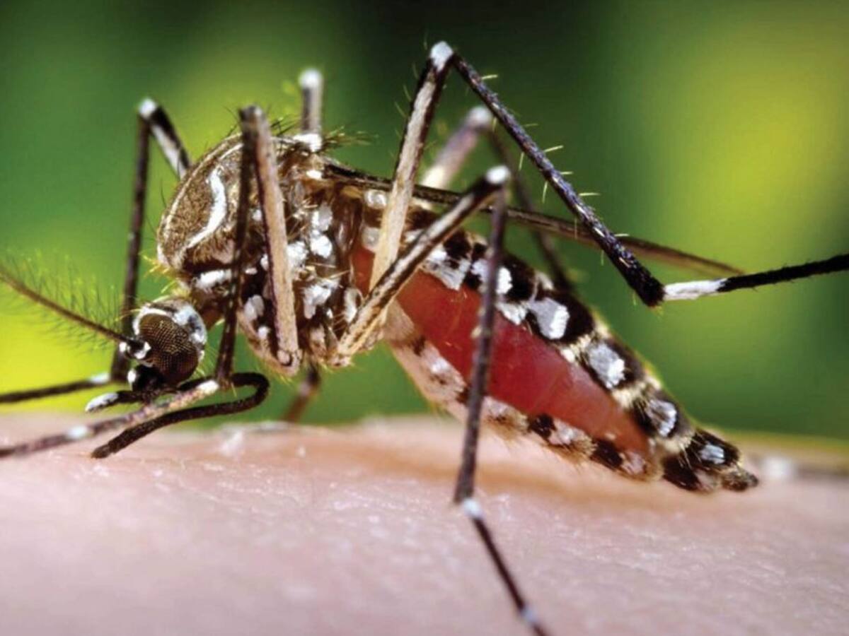 Veeduría denunció al Dadis por incremento de muertes por dengue