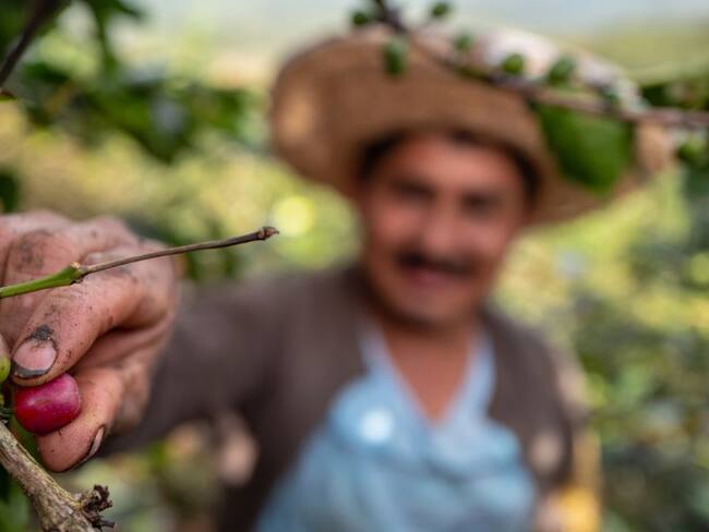 Crecen las exportaciones de banano, café y palma en el Magdalena