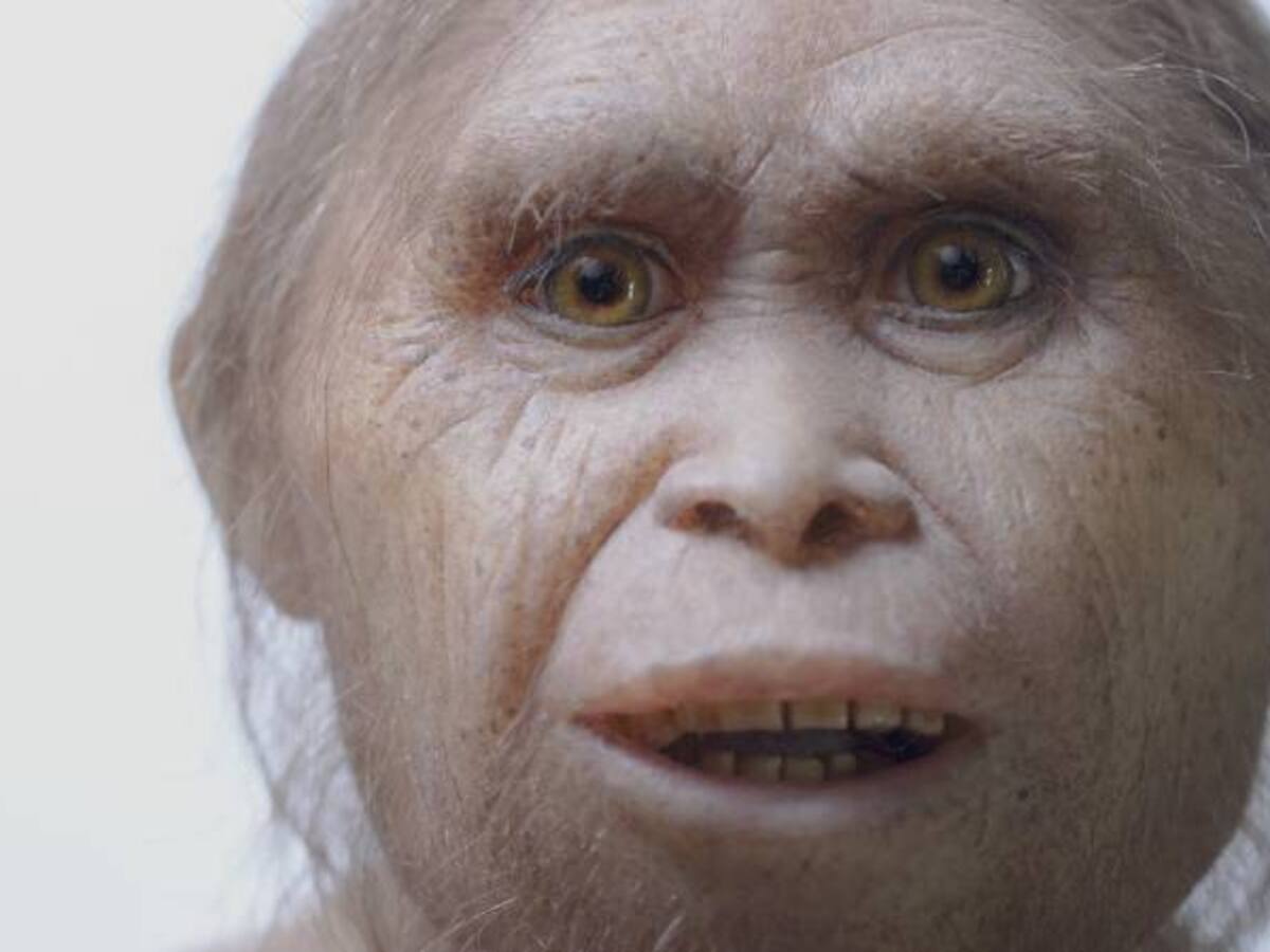 Revelan nuevas evidencias sobre el origen del 'Hobbit' de Indonesia
