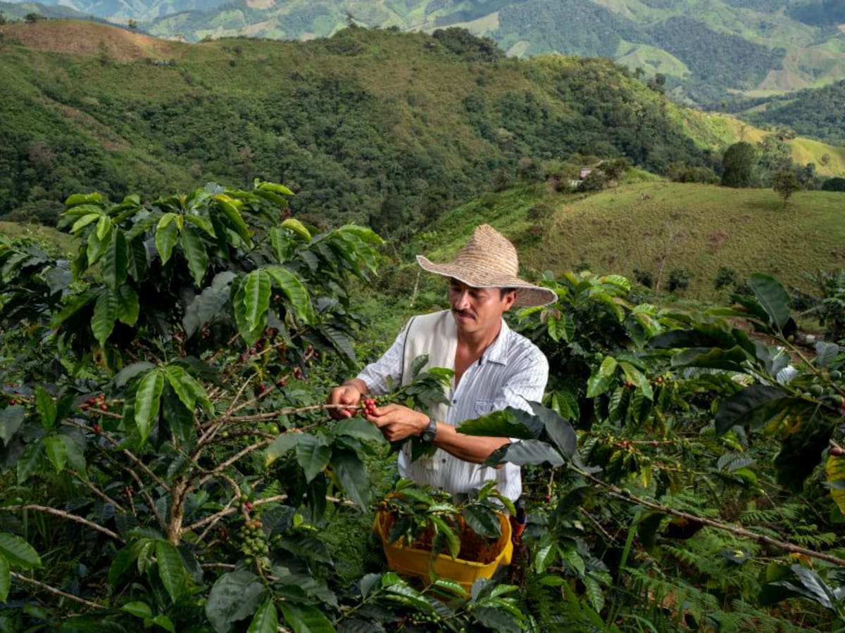 Exportaciones de café en junio cayeron un 11%, confirmó Fedecafé