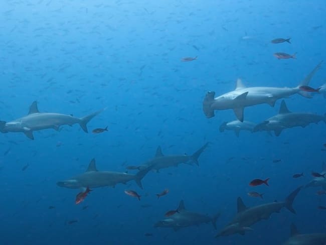 Marcan hembras de tiburón martillo para ubicar áreas de crianza