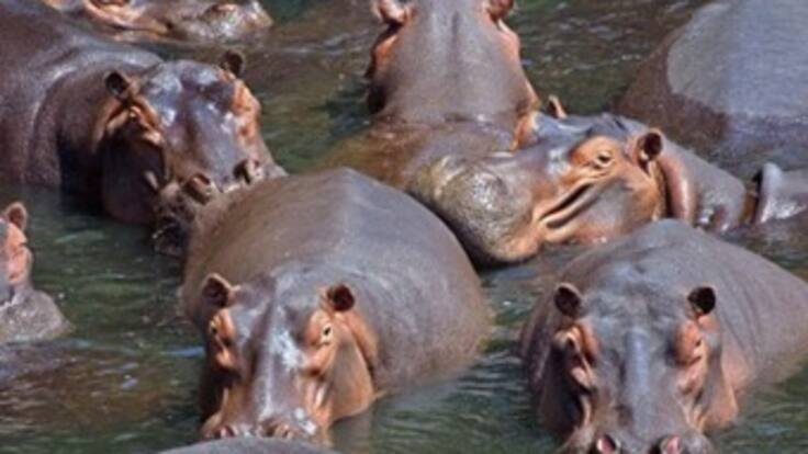 Expertos en hipopótamos evalúan situación de estos animales en el país
