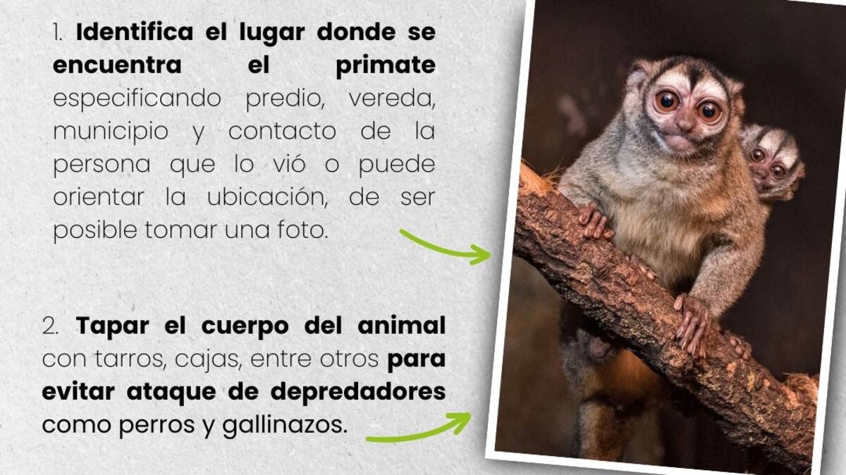 Líder de fauna silvestre de la CRQ, Mónica Jaramillo