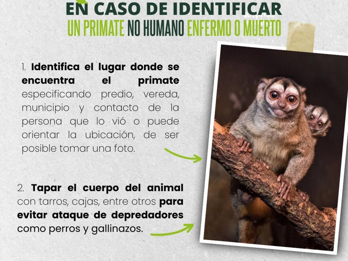 La autoridad ambiental en el Quindío implementa plan de acción por la fiebre amarilla