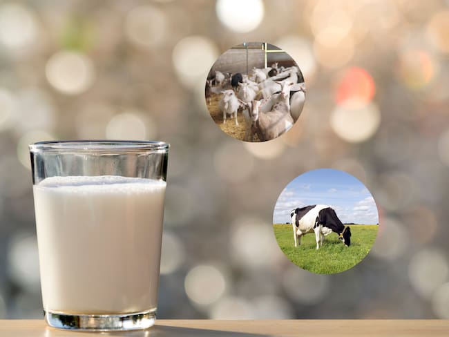 Diferencias entre la leche de cabra y la leche de vaca - Getty Images