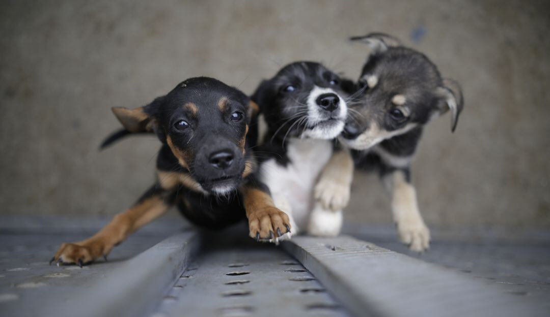 Bogota. 29 de Abril del 2020. La Unidad de Cuidado Animal sigue prestando sus servicios a pesar de la contingencia sanitaria del Covid-19. Estos veterinarios y funcionarios públicos, arriesgan su vida para salvar la de los animales que no tienen protección o que se encuentran en alto riesgo de peligro, de esta manera, realizar un adecuado proceso de adopción para encontrarles un hogar donde les brinden el cuidado, amor y atención que necesitan. (Colprensa - Sergio Acero)