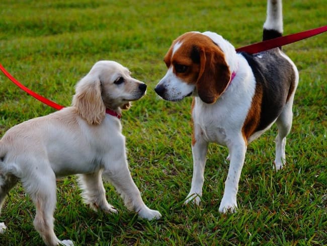 Polémica por denuncias contra paseadores de perros