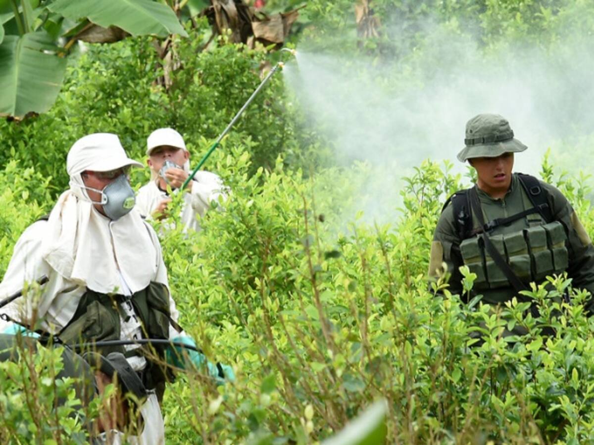 Fumigación de cultivos ilícitos disminuiría violencia en el Catatumbo: gobernador Norte de Santander