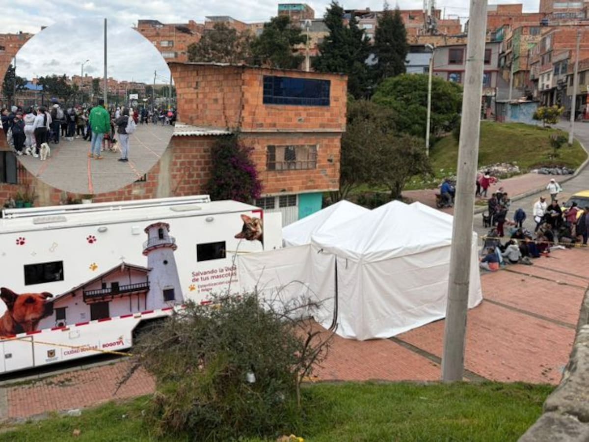 Ciudad Bolivar realiza más de 120 esterilizaciones a animales domésticos: ¿qué debe tener en cuenta?