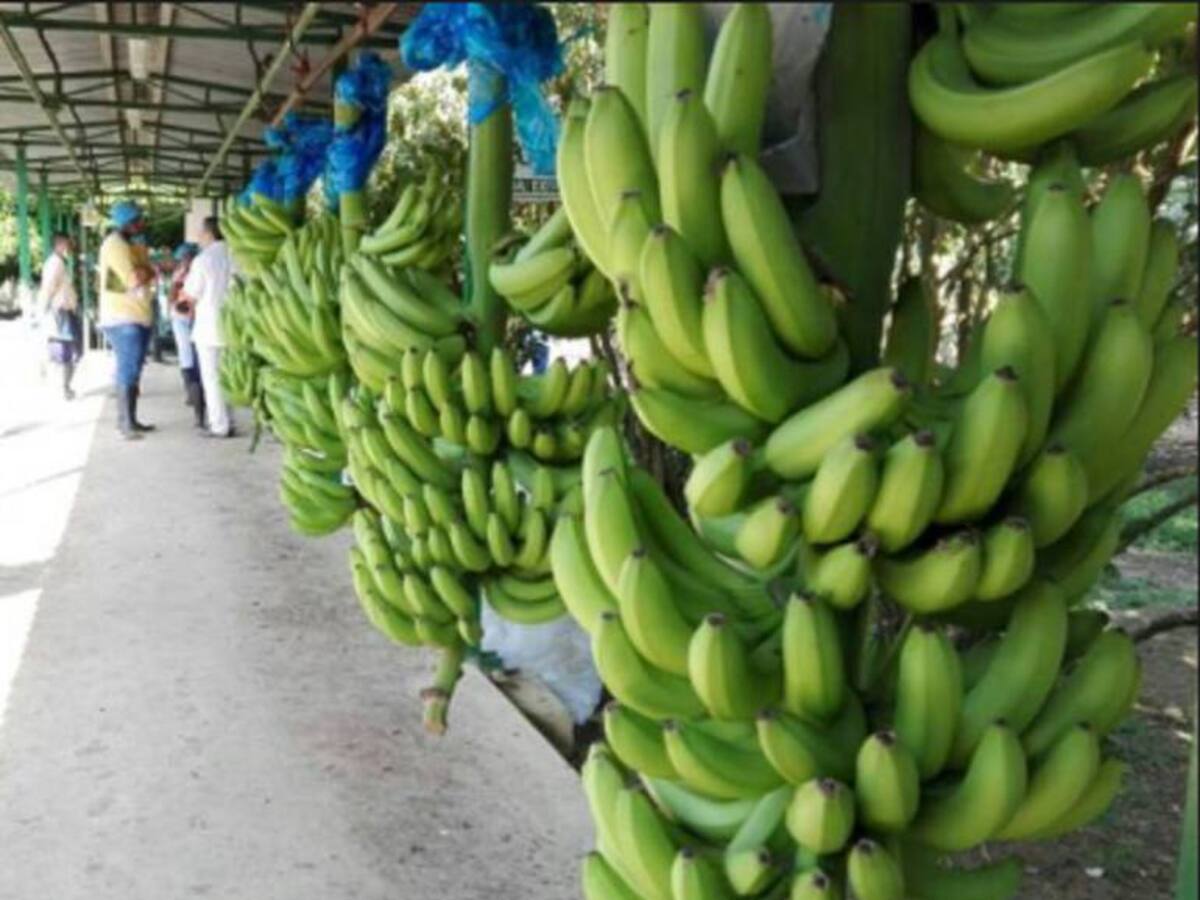 Magdalena exportó 32 millones de cajas de banano en el 2017