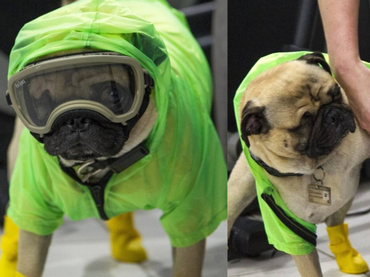Harley, el perrito terapeuta que acompaña a médicos en sus jornadas