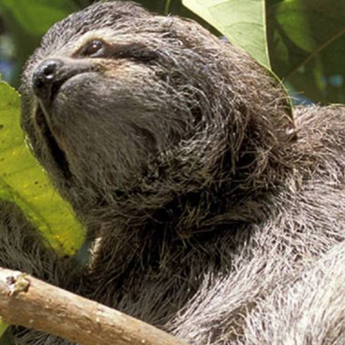 Costa Rica alberga uno de los mejores santuarios de perezosos del mundo