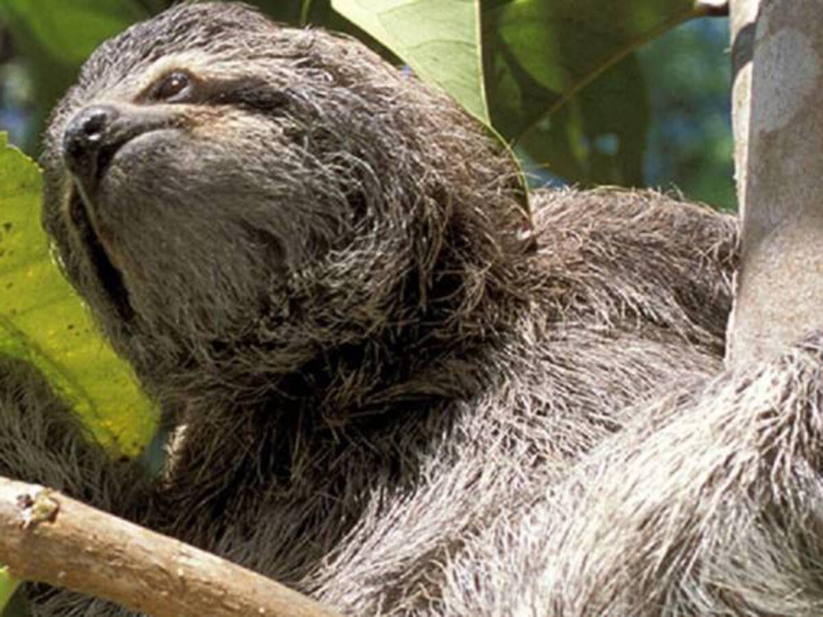 Costa Rica alberga uno de los mejores santuarios de perezosos del mundo