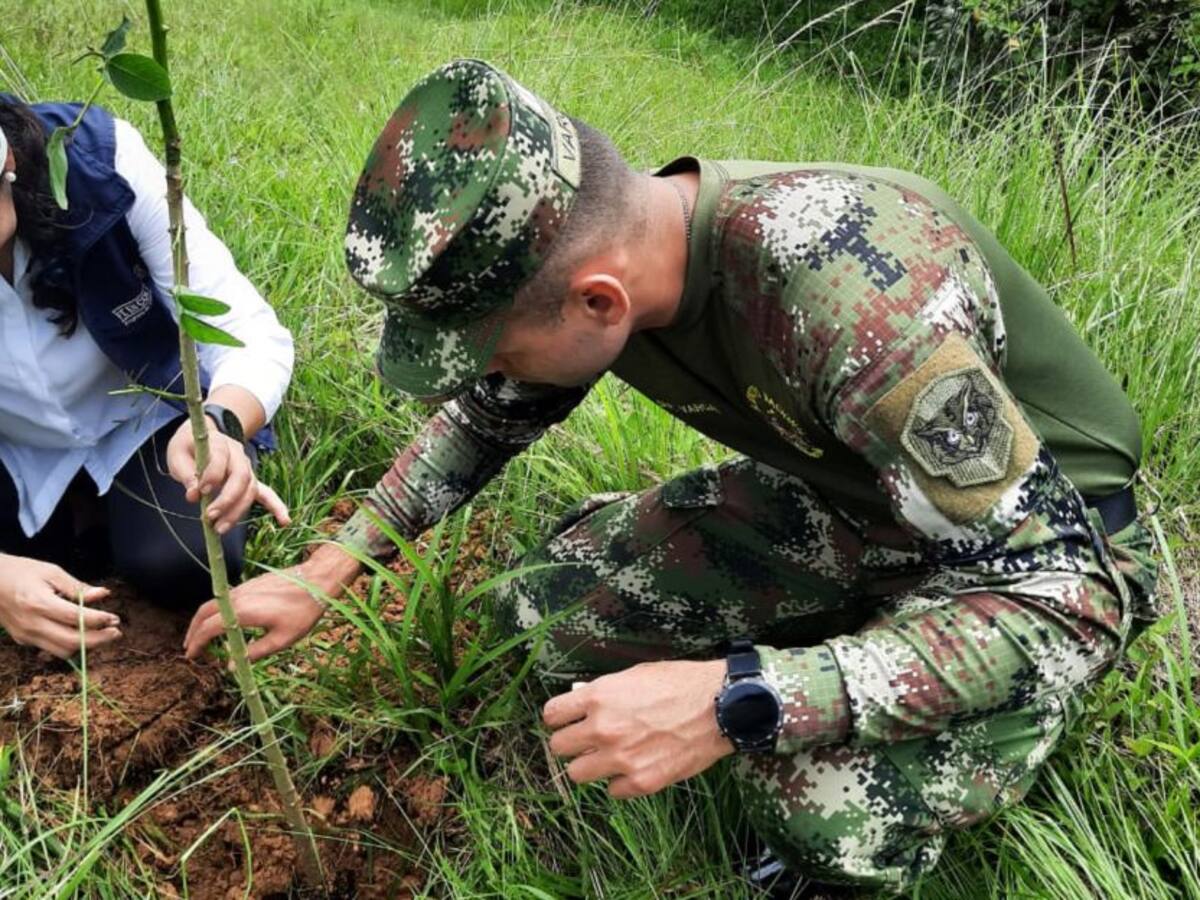 40.000 árboles sembrados en zonas afectadas por minería ilegal en Quindío