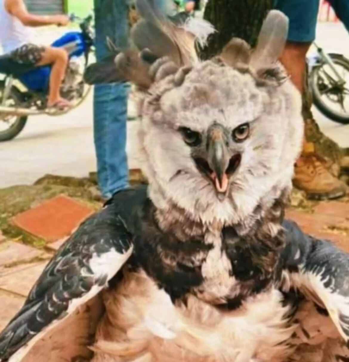 Investigan muerte de ave harpía en Convención.