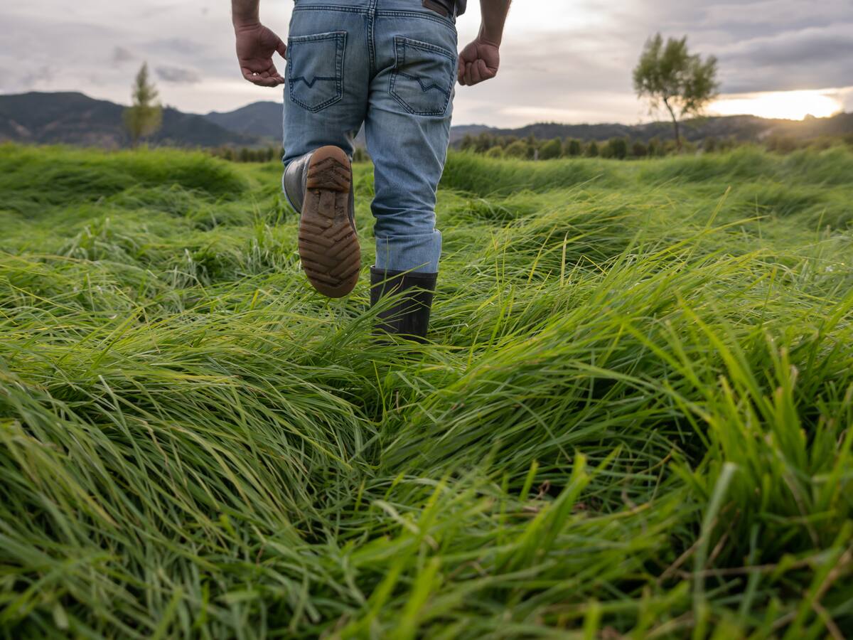 ¿Cómo va el acuerdo de Gobierno y Fedegán para la compra de tierras productivas?