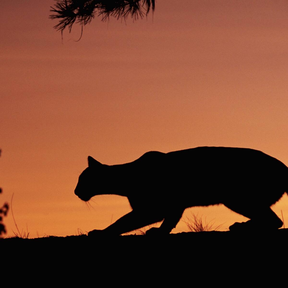 Confirman presencia de puma en límites entre Montebello y El Retiro