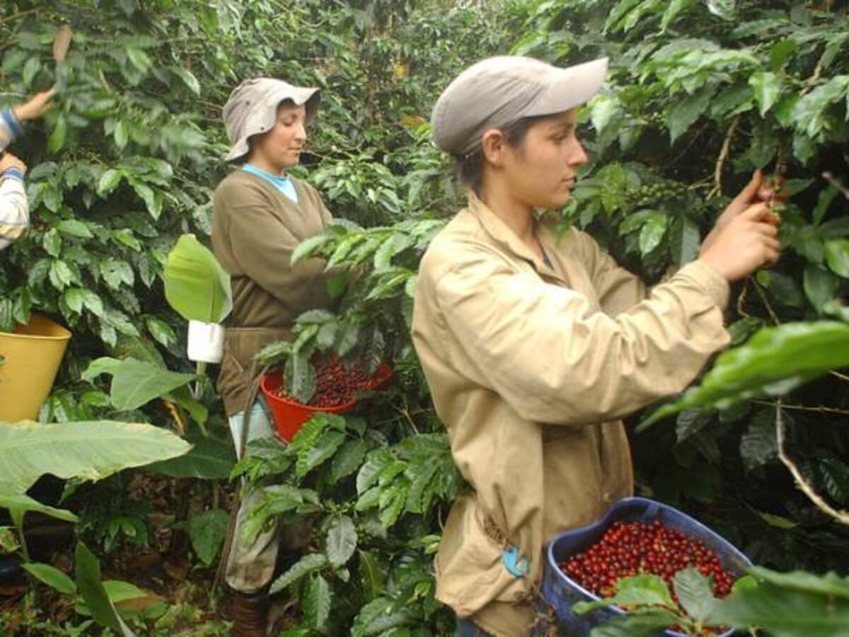 Gobierno descarta reactivar el programa de protección del ingreso cafetero