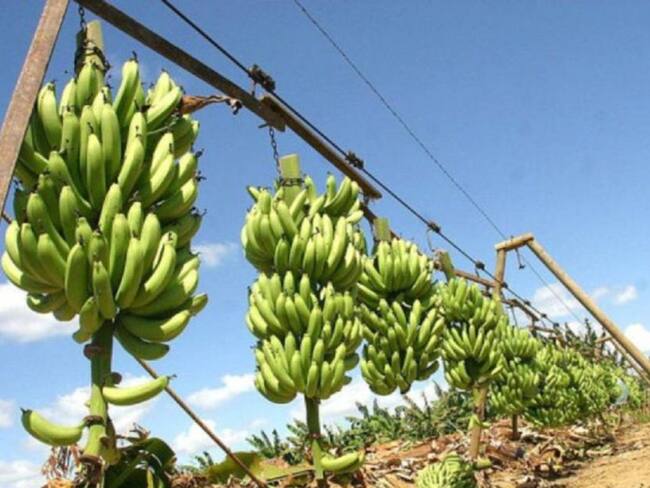 Cuarentena en hectáreas de banano de La Guajira por sospecha de hongo
