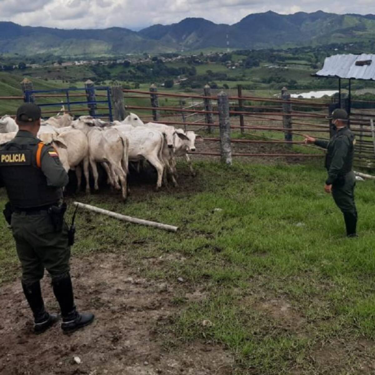 Recuperan en el Valle 15 reses que habían sido hurtadas en el Quindío