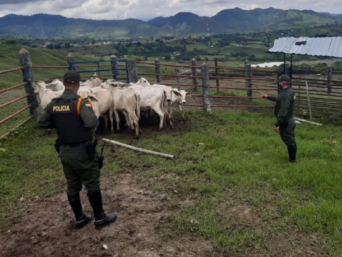 Recuperan en el Valle 15 reses que habían sido hurtadas en el Quindío
