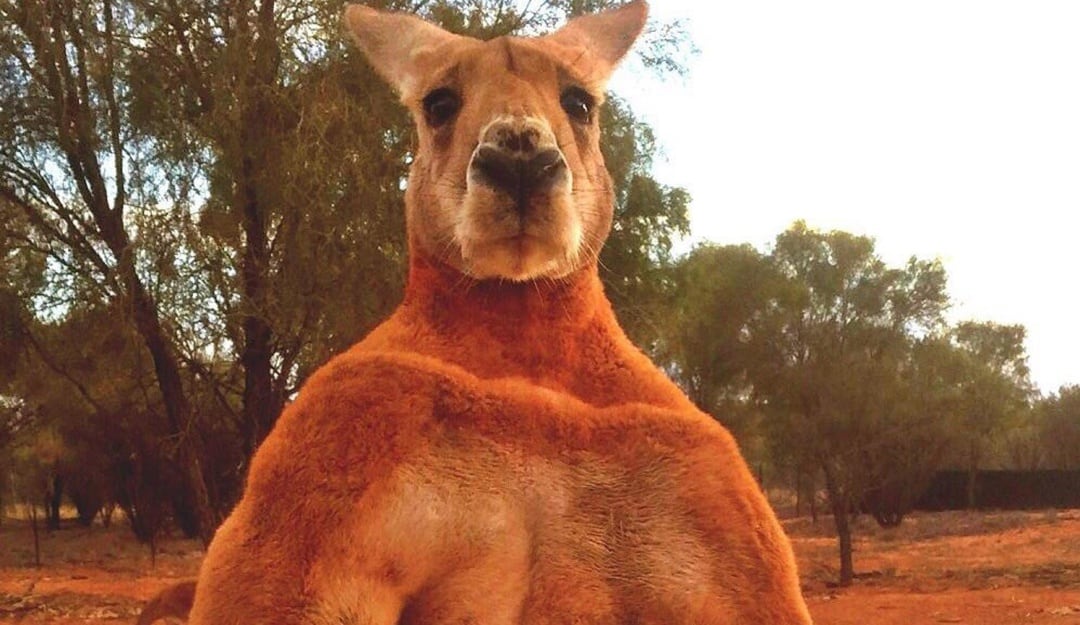 Centenares de australianos expresaron sus condolencias por el fallecimiento del canguro Roger, que se hizo famoso a raíz de unas fotografías que mostraban el musculado cuerpo del marsupial y que se hicieron virales.