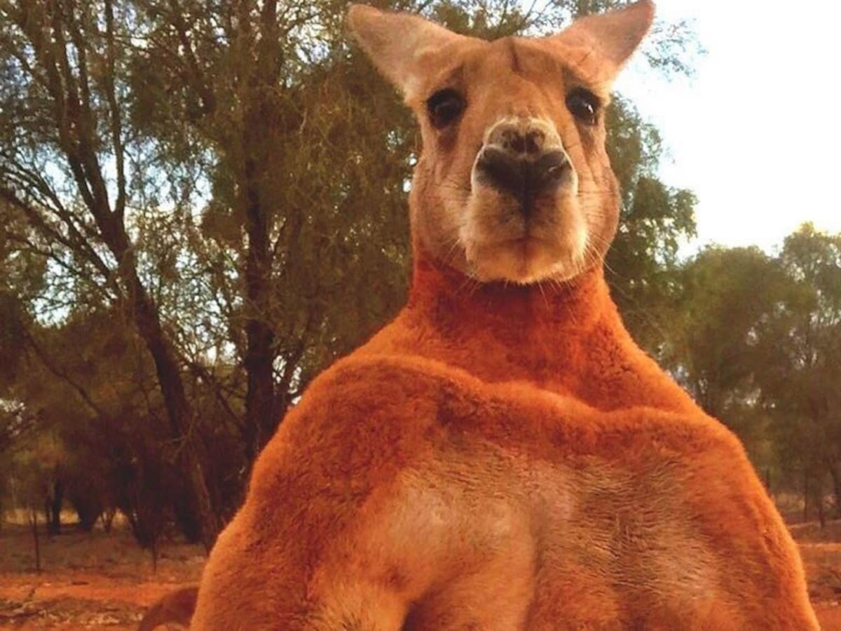 Murió Roger, el canguro más musculoso de Australia