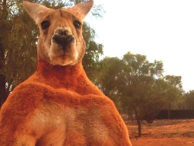 Centenares de australianos expresaron sus condolencias por el fallecimiento del canguro Roger, que se hizo famoso a raíz de unas fotografías que mostraban el musculado cuerpo del marsupial y que se hicieron virales.