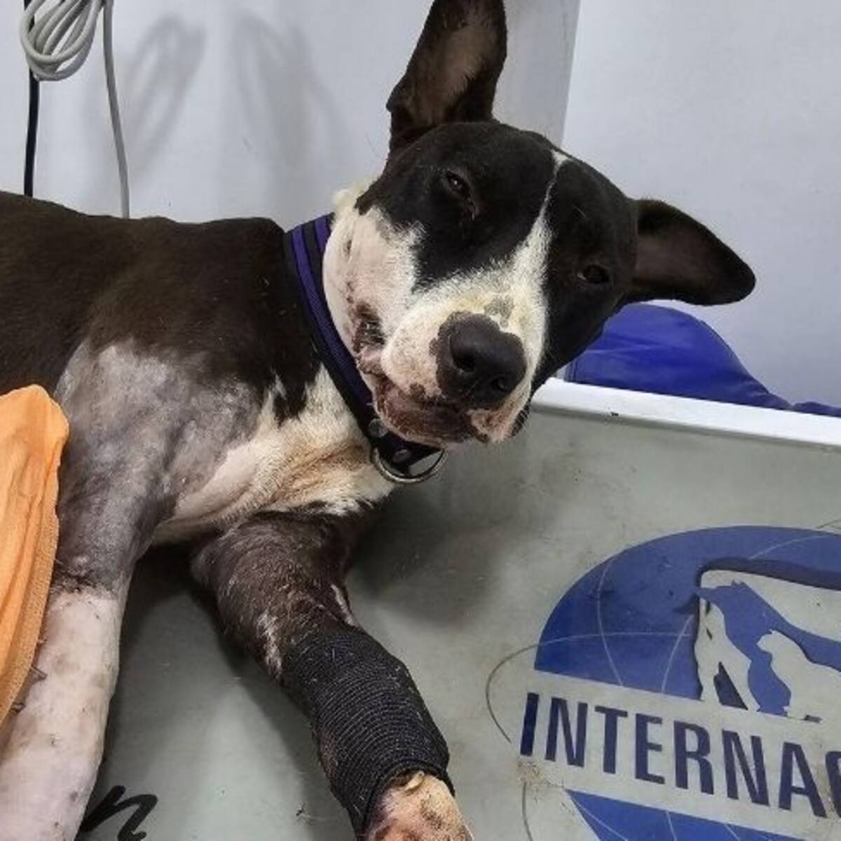 Crueldad animal en Montería: Hombre ataca a perra con machete y desata indignación social