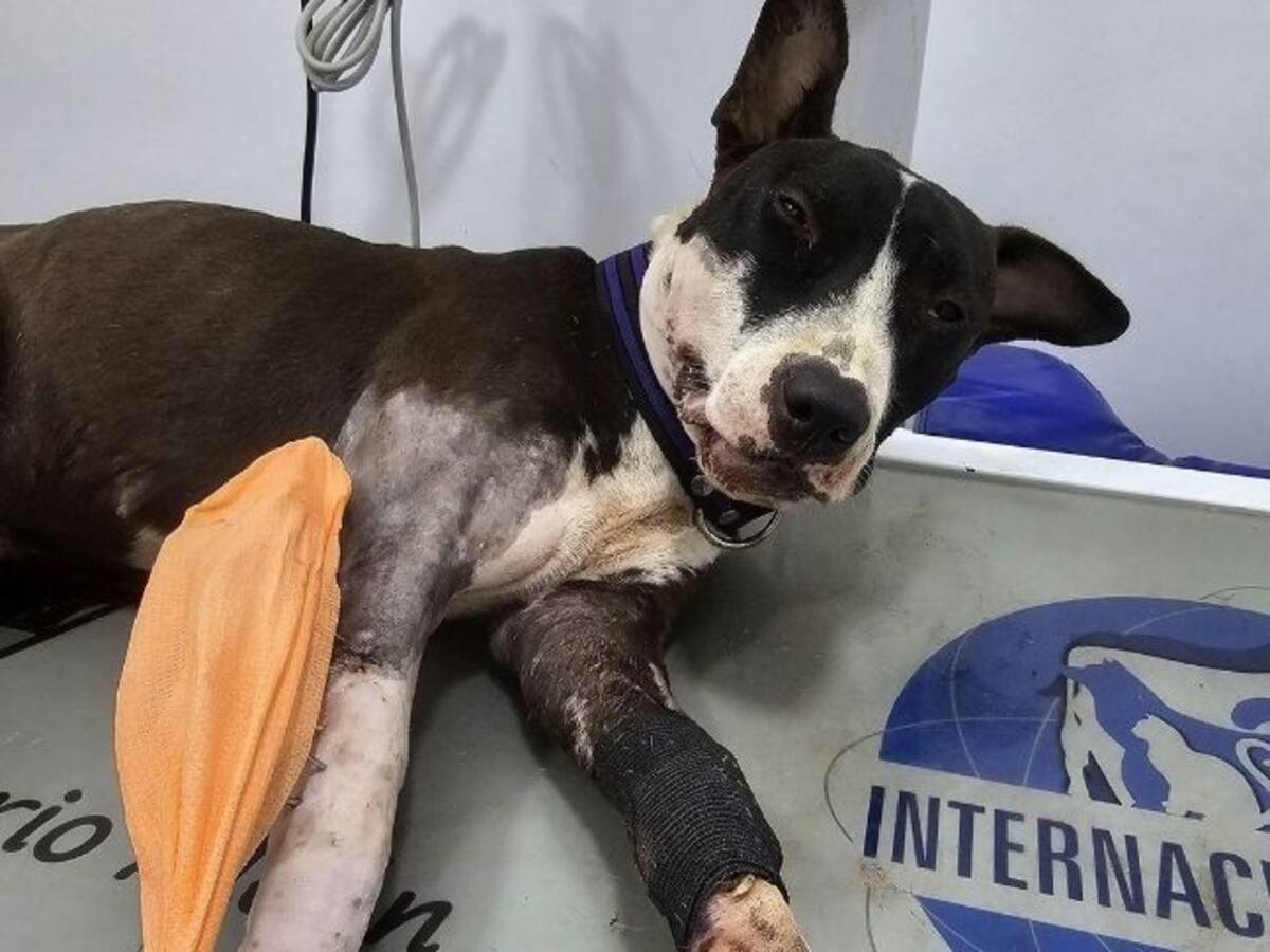 Crueldad animal en Montería: Hombre ataca a perra con machete y desata indignación social