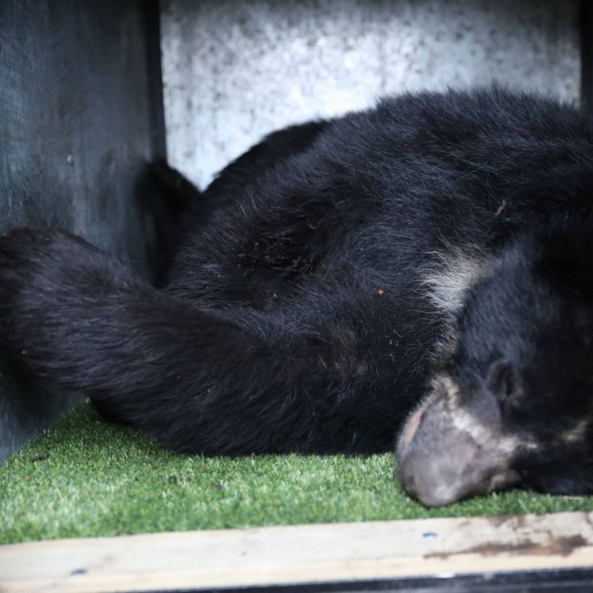 Tamá, el oso andino que después de años regresa a casa en un operativo histórico