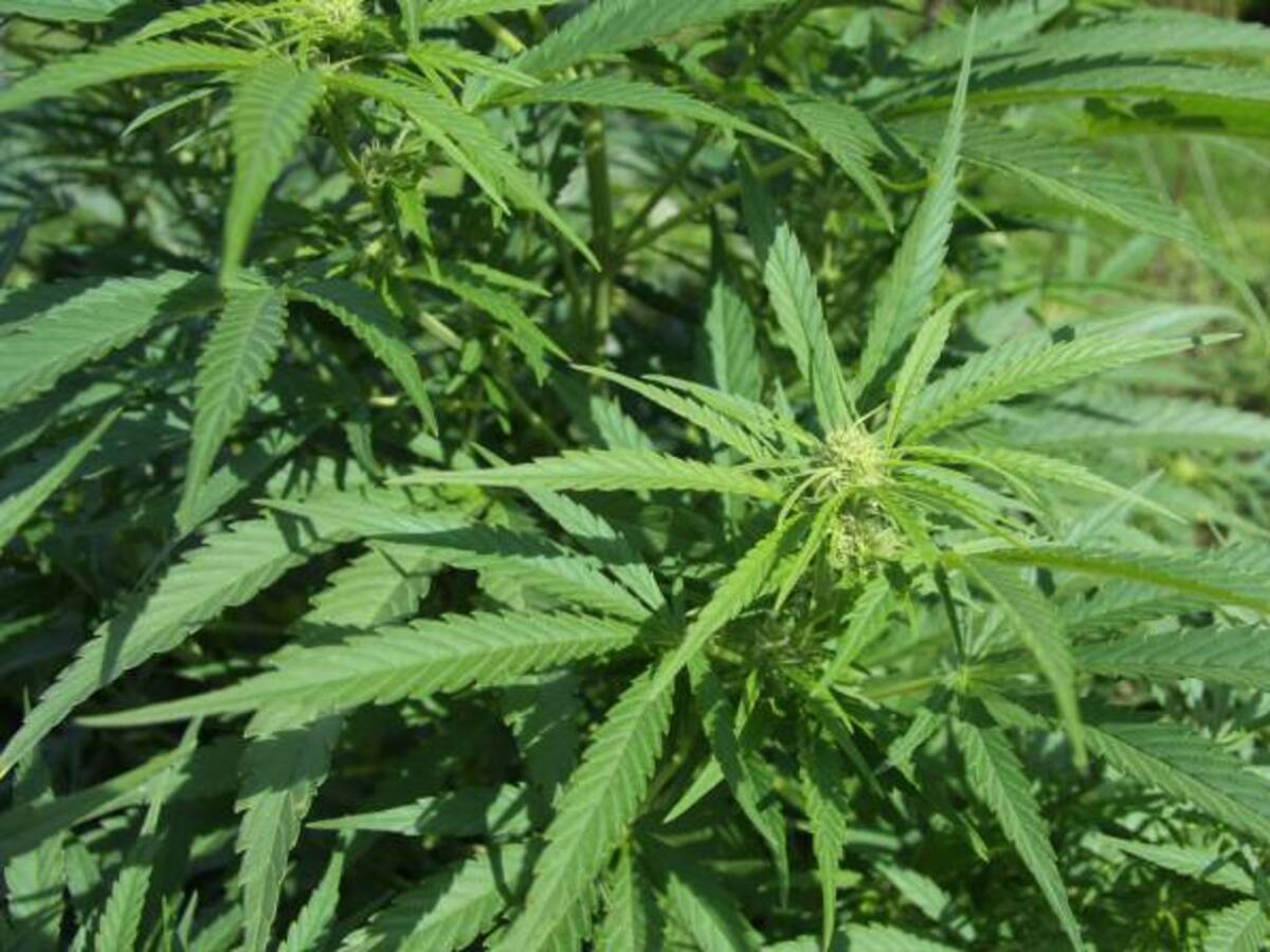 ‘Caucannabis’ la primera fábrica de productos de marihuana medicinales en el Cauca