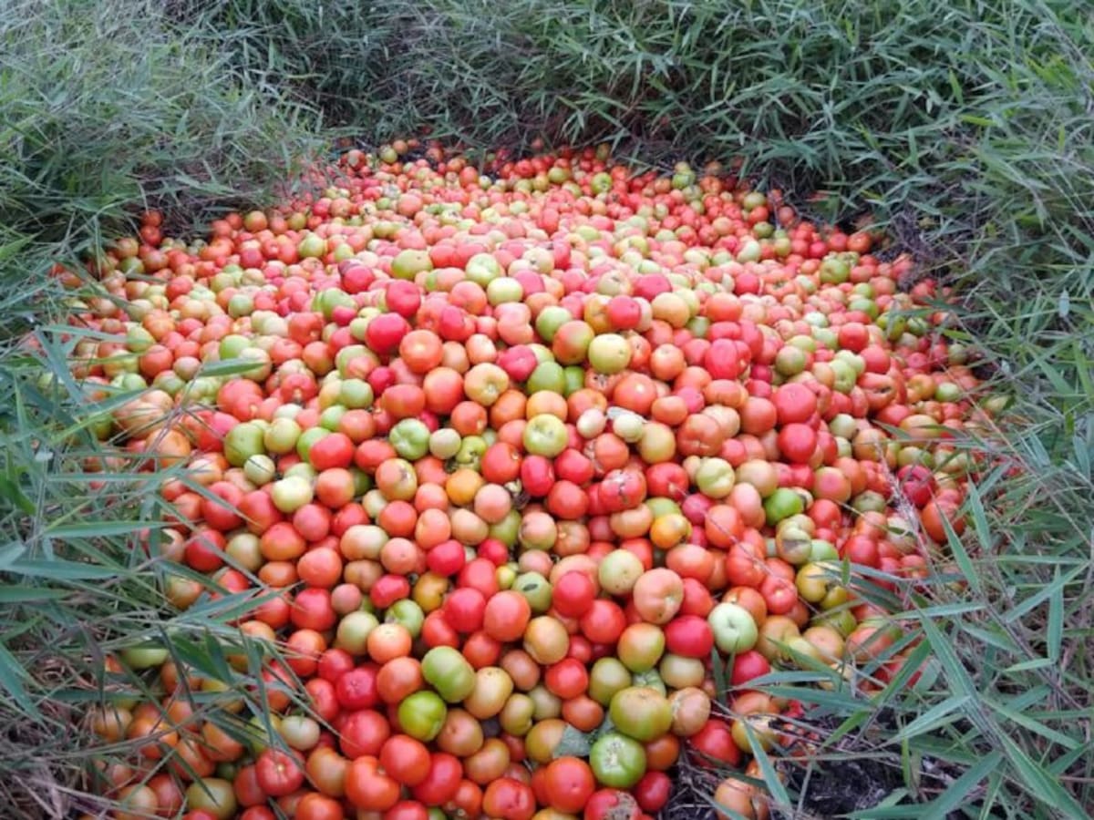 Cultivos de tomate se están perdiendo en Betulia