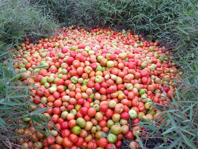 Cultivos de tomate se están perdiendo en Betulia