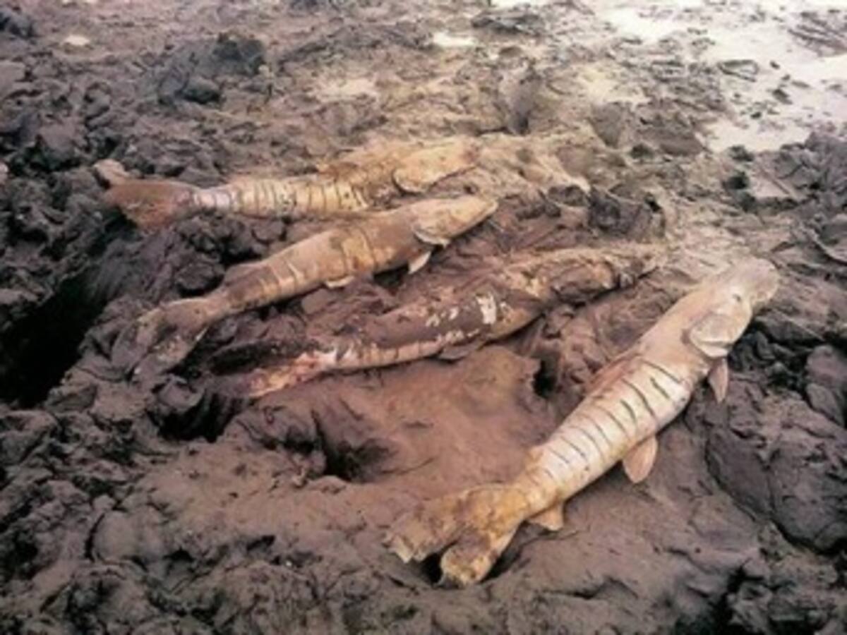 Gobierno investiga si hay responsabilidad de petroleras con fuerte sequía