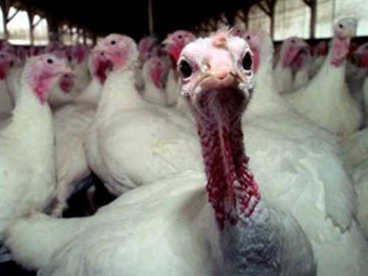 Detectan virus AH1N1 en aves chilenas